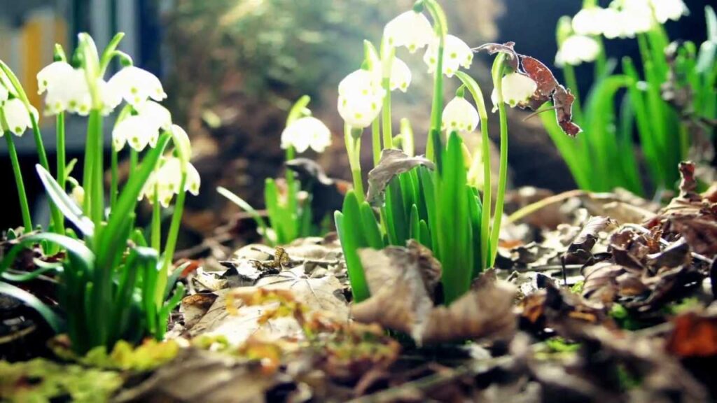 White spring flowers emerging through leaf litter