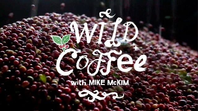 Wild Coffee logo on coffee cherries